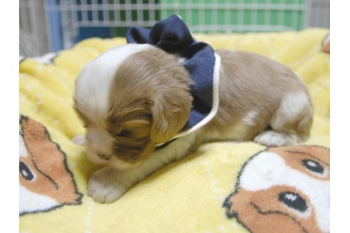 成約済の埼玉県のキャバリアキングチャールズスパニエル-52521の3枚目